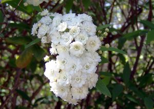 Características del ramo de novia (Spirea Cantoniensis)
