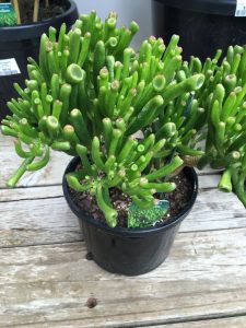 aprenda lo simple y fácil que es cultivar suculentas de orejas de Shrek (Crassula gollum)