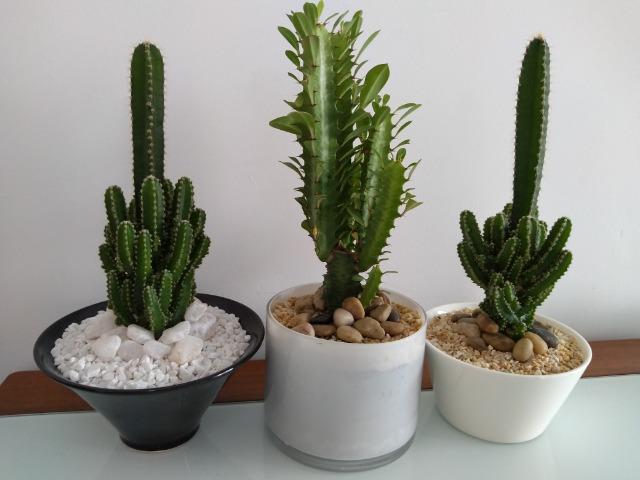 florero cactus