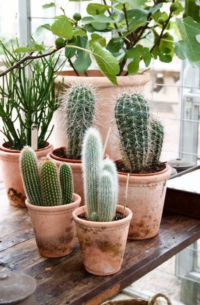 cactus-1