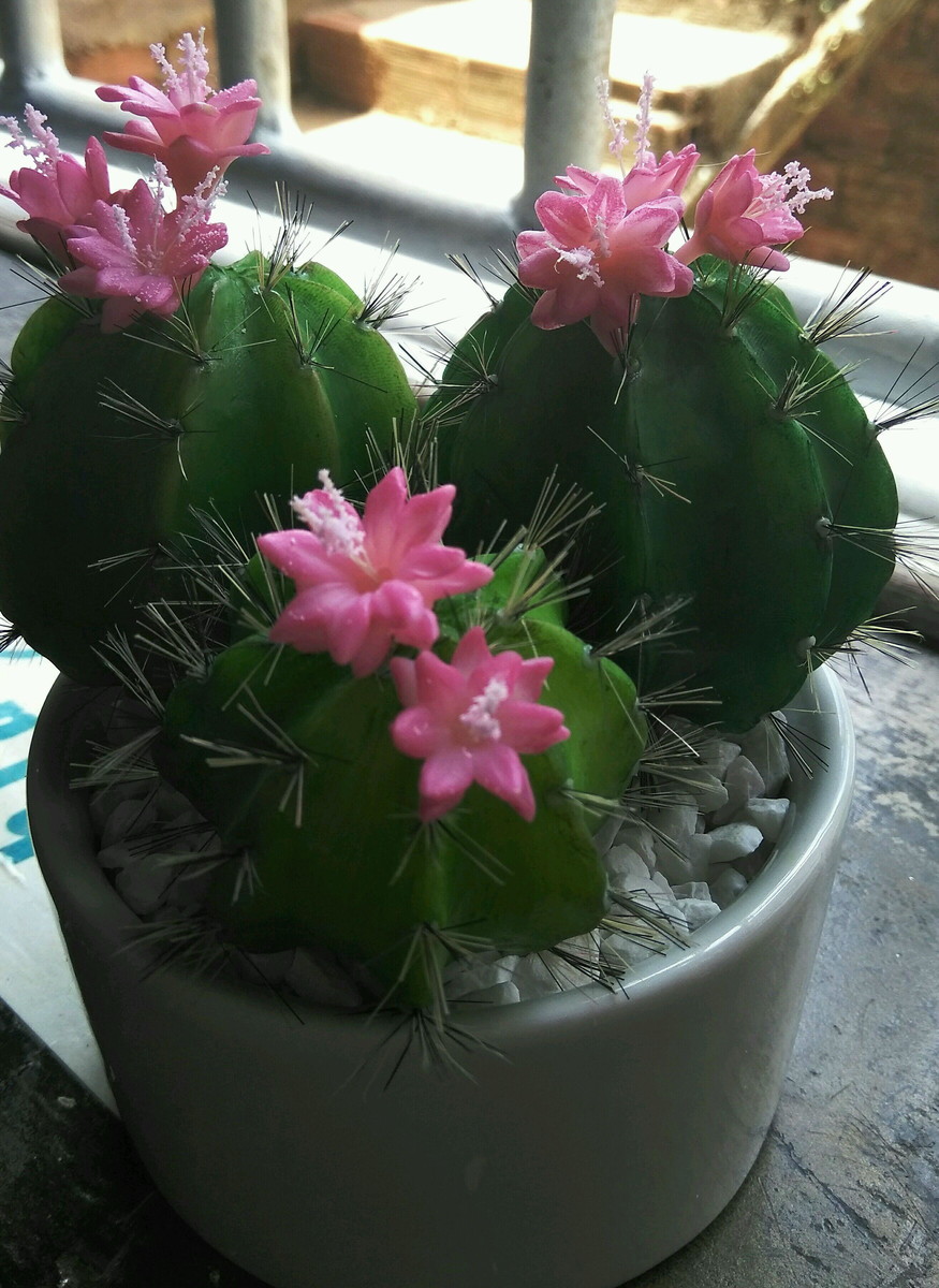 cactus-1