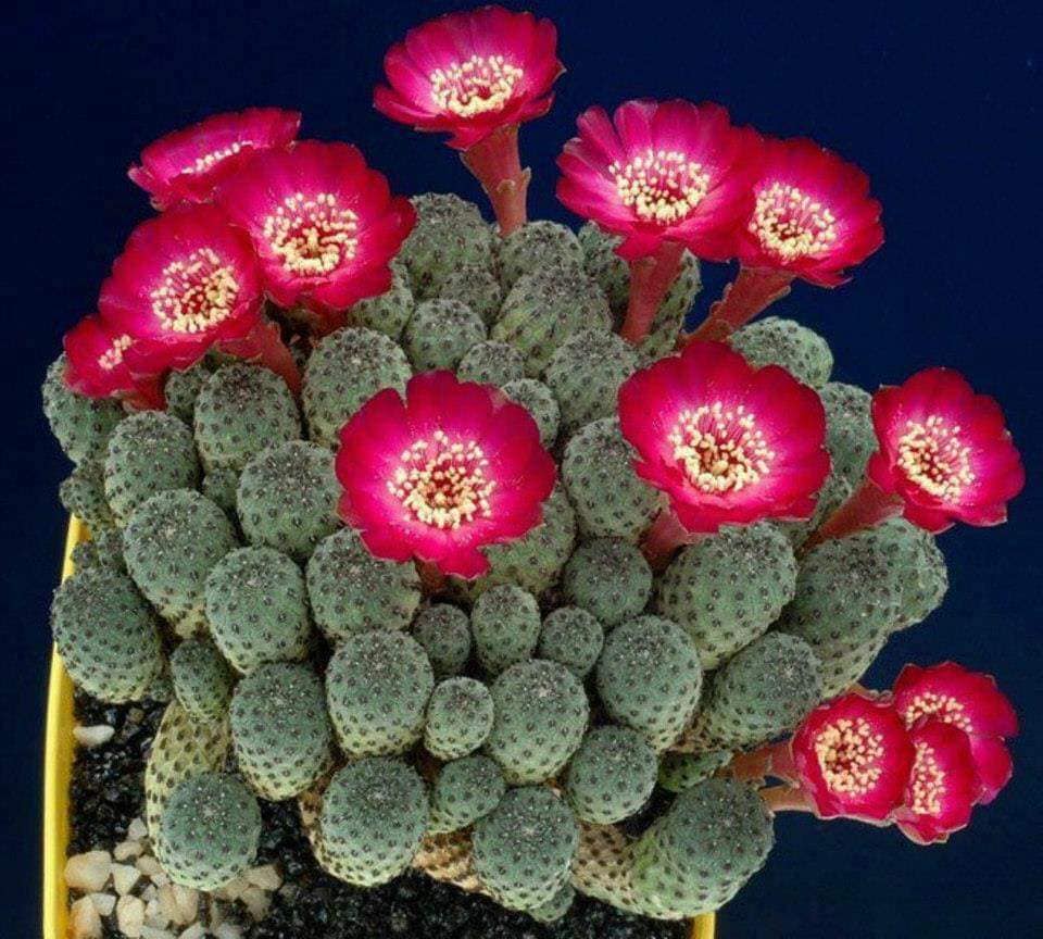 cactus-55
