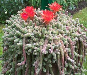 Características y cultivo del cactus de maní (Echinopsis chamaecereus)