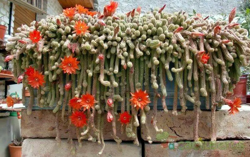 cactus de maní
