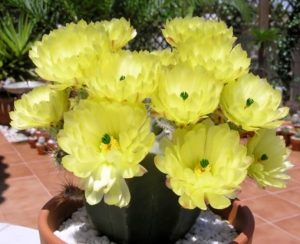 Algunos pasos sencillos para tener flores de cactus