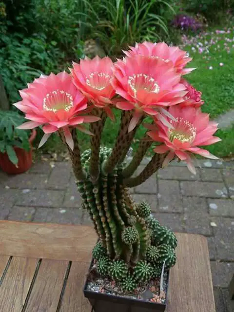 cactus en flor