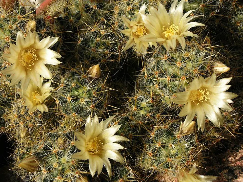 cactus mamillaria