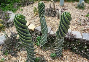 Cuidado del cactus de tornillo (Cereus peruvianus Tortuosus)