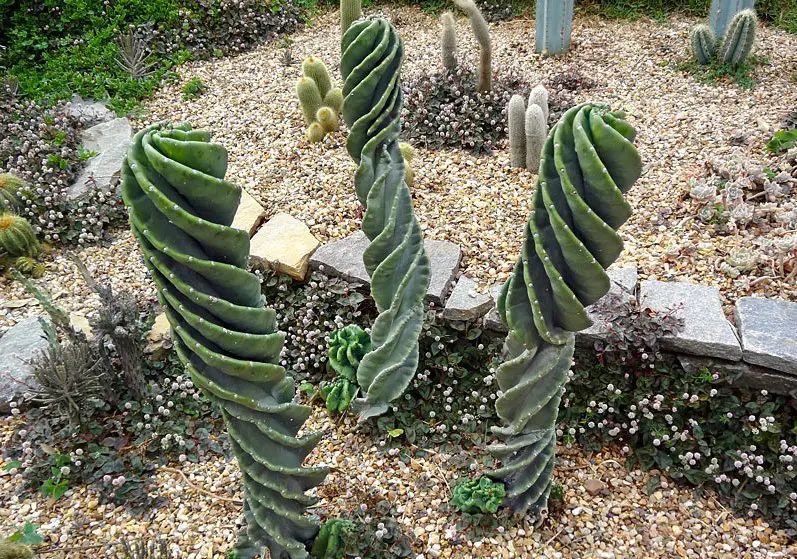 cereus-peruvianus-tortuosus cereus-peruvianus-tortuosus