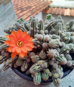 Características de los cactus