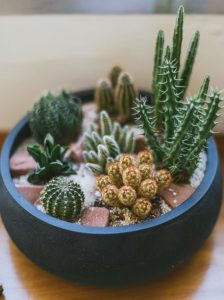 aprende a cuidar los cactus