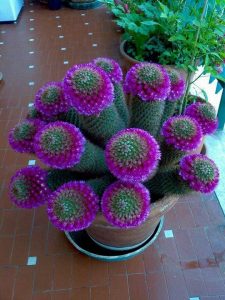 consejos completos para plantar, mantener y cultivar cactus