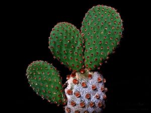 Cómo cuidar el cactus oreja de Mickey (Opuntia microdasys)