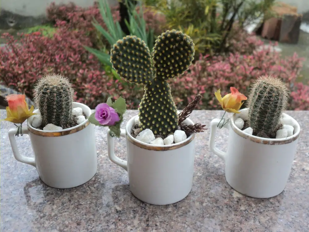 cactus-3