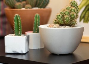 Cactus - una planta versátil y de bajo cuidado
