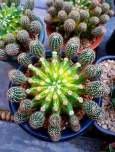 Tipos de cactus para cultivar en casa
