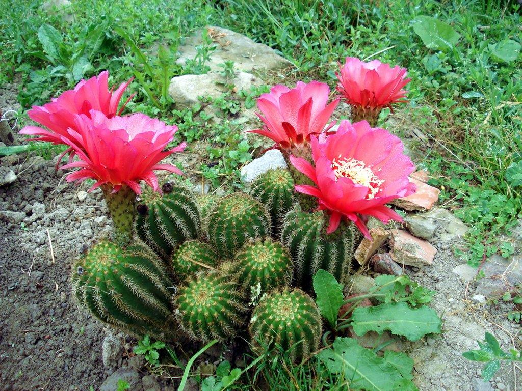 cactus en flor1 