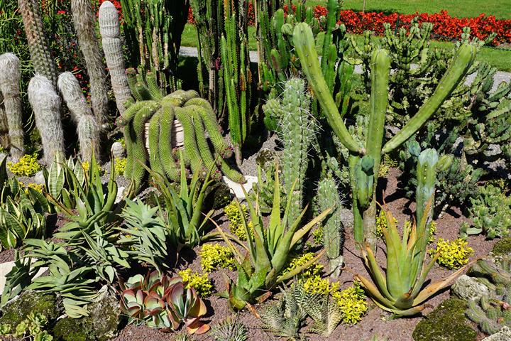 cactus de jardín