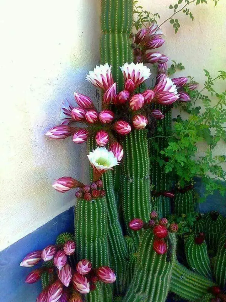 cactus7
