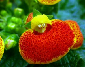 Características y cultivo de Calceolaria (Calceolaria x Herbeohybrida)
