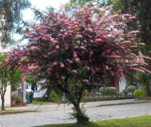 Características de la pequeña esponja (Calliandra)