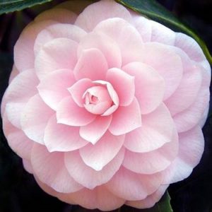 Camelia