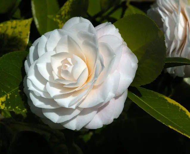 camelia blanca