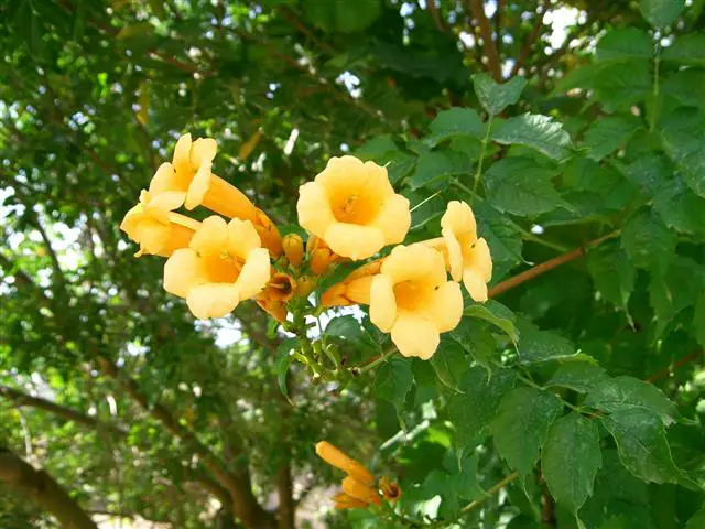 campamentos radican amarillo