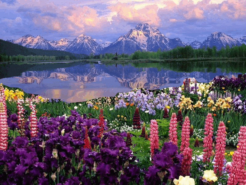 campo de flores campo de flores