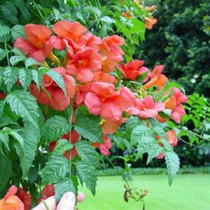 Como cuidar de uma Trombeta-americana (Campsis radicans)