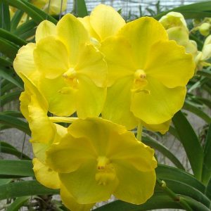 Cómo cultivar la orquídea Vanda