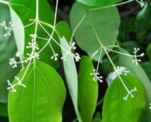 Canela - Cinnamomum zeylanicum