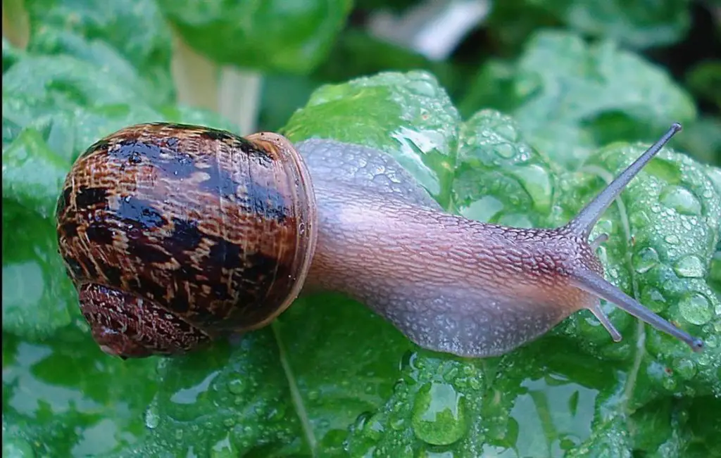 caracol de jardín (mediano)