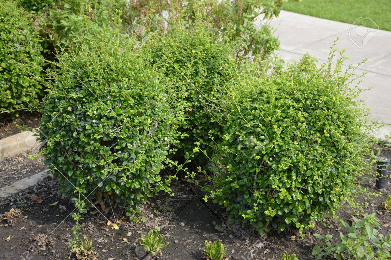 carmonarethusa carmonarethusa