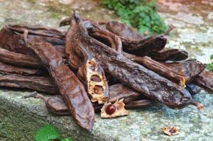 Propiedad de la algarroba