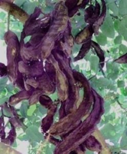 Algarrobo - Ceratonia siliqua