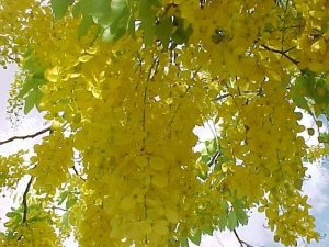 Cassia nomame