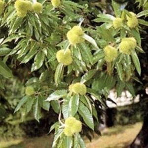 Castaño - Castanea sativa