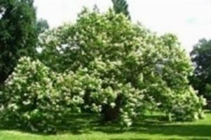 Catalpa