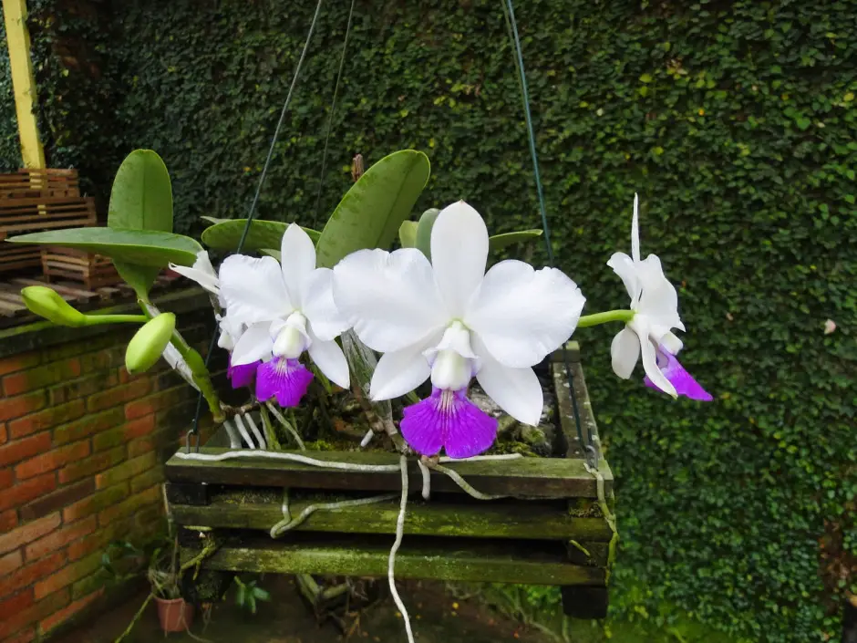 catlleya walkeriana catlleya walkeriana