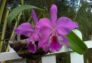Aprenda a replantar la orquídea Cattleya Walkeriana