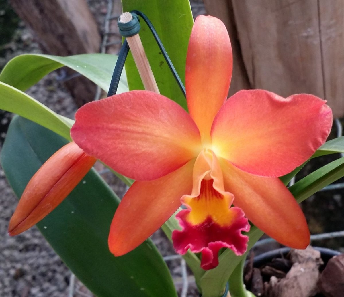 Híbrido Cattleya