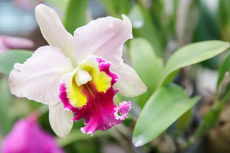 Cattleya