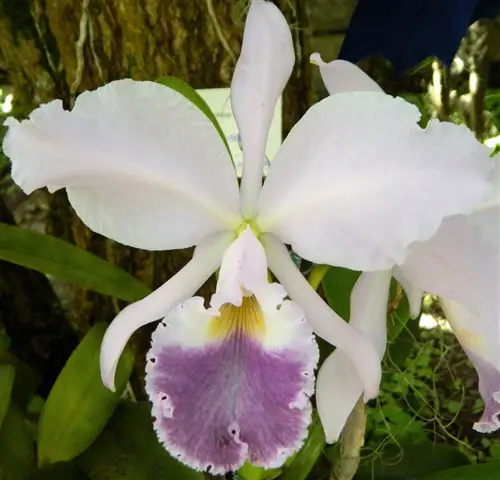 Cattleya-Warneri