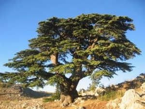 Cedro del Líbano