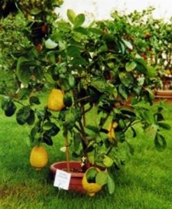 Cedro - Citrus medica