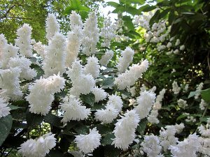 Características y cultivo de Celinda (Deutzia scabra)