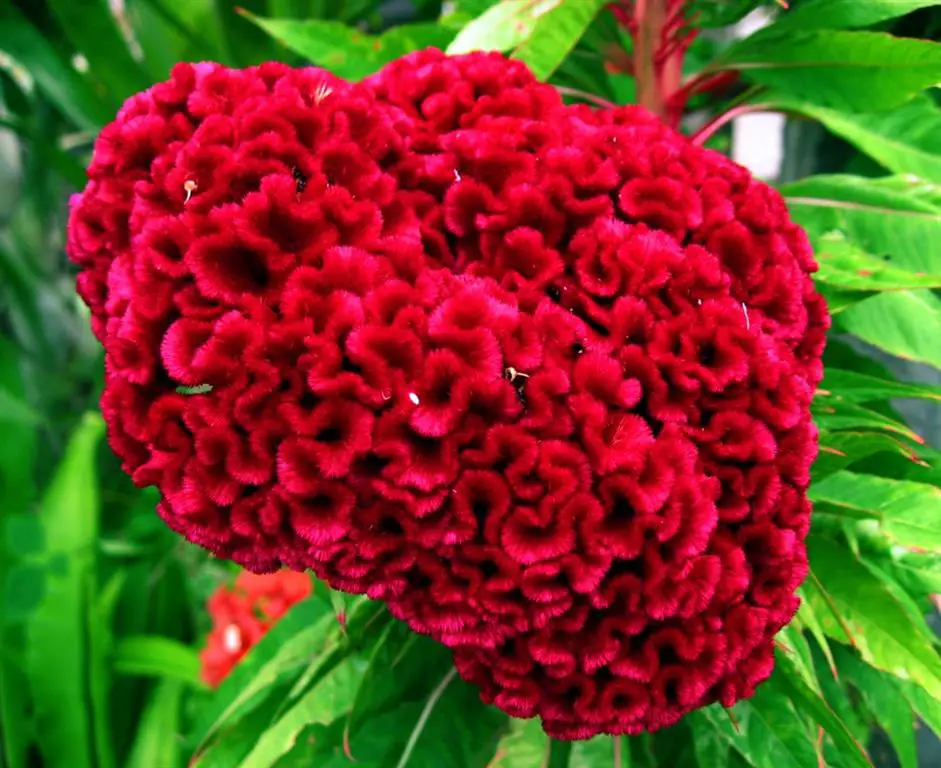 cresta de la celosia cresta de la celosia
