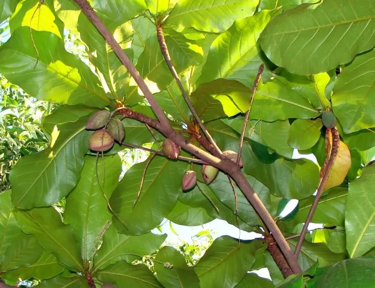 Sombrero de playa Sombrero de playa