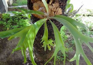 ¿Por qué el cuerno de venado tiene puntas marrones?